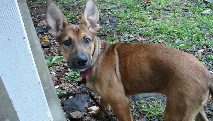 Celebrate Laika’s 4th Birthday: A Collection of Favorite Moments