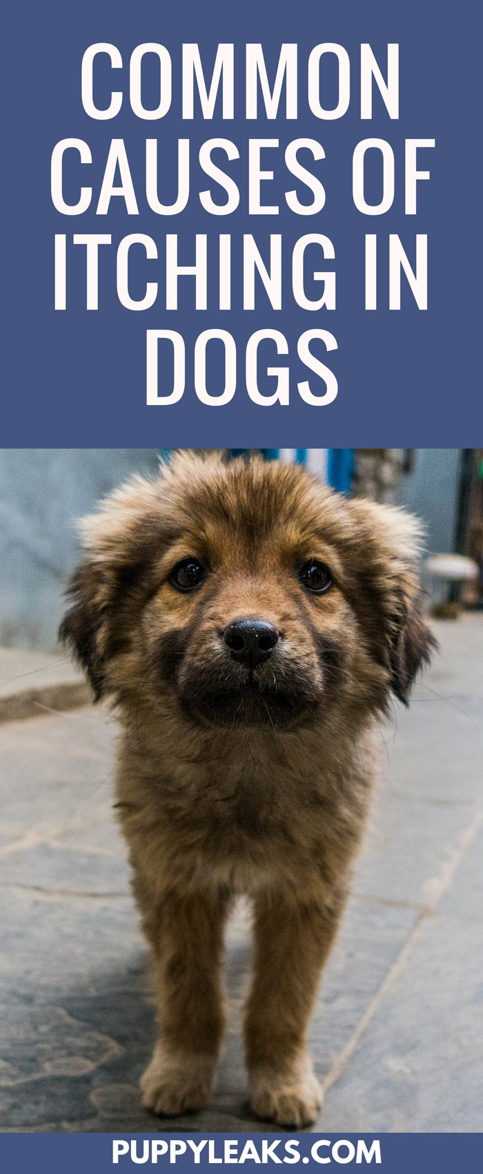 Why Is My Dog Itching So Much? Top Causes & Simple Relief Tips