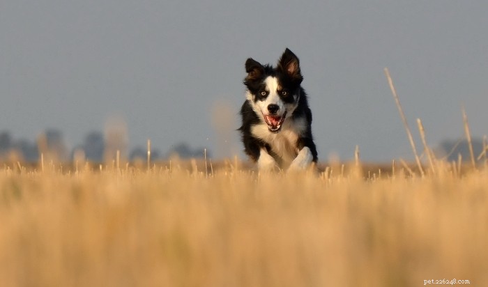 How Dogs Reduce E. coli on Beaches and Protect Penguins