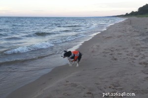 How Dogs Reduce E. coli on Beaches and Protect Penguins
