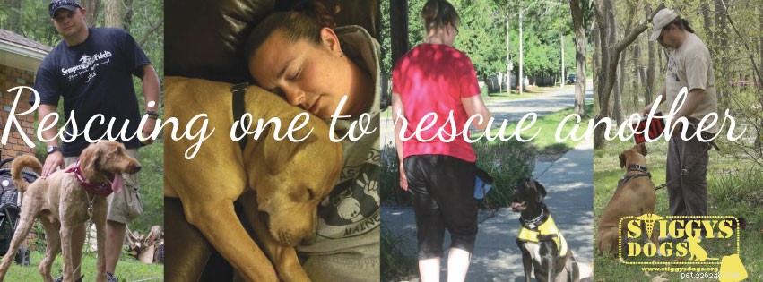 VA & Purdue University Lead Groundbreaking PTSD Service Dog Research