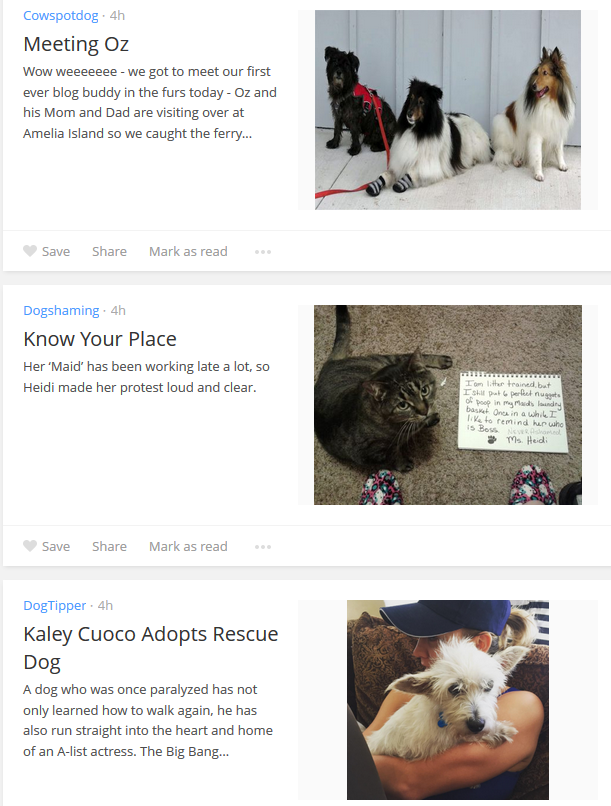 13 Reliable Sources for the Latest Dog Articles