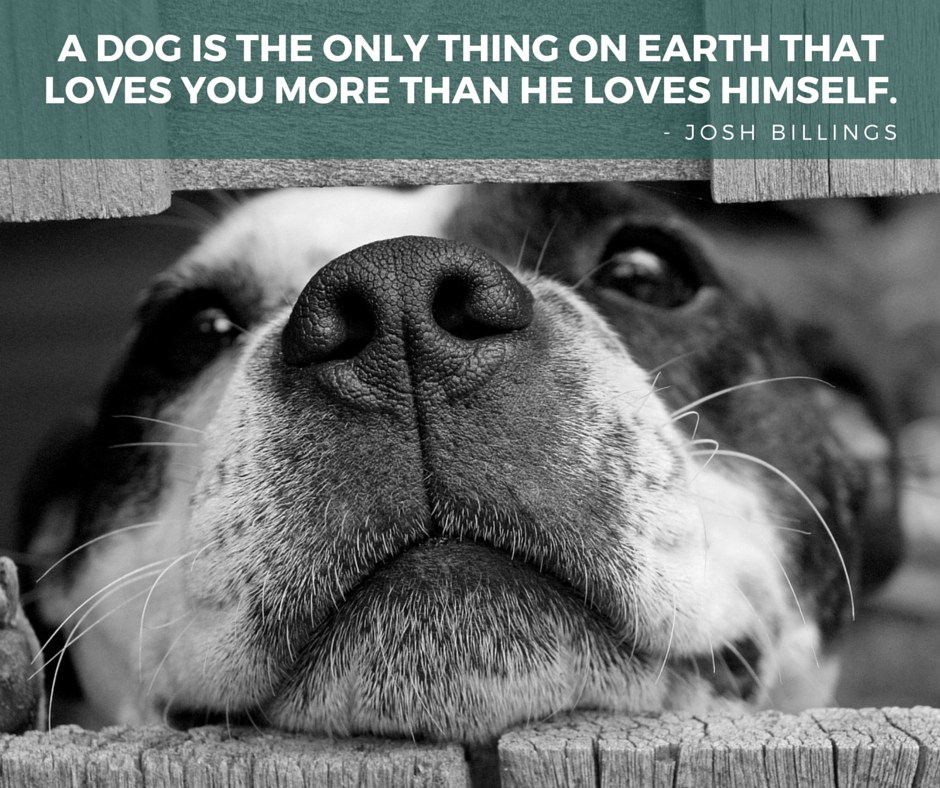 100 Inspiring Dog Quotes to Brighten Your Day