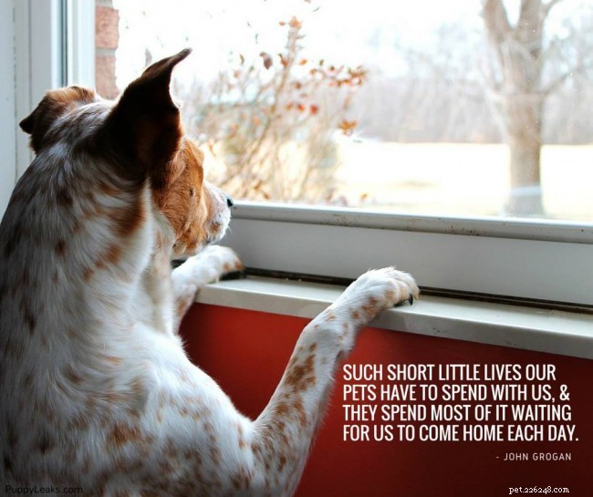 100 Inspiring Dog Quotes to Brighten Your Day
