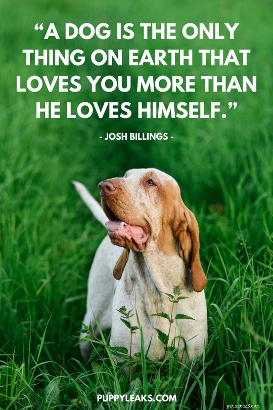 100 Inspiring Dog Quotes to Brighten Your Day