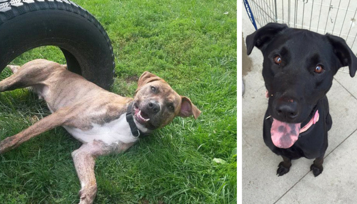 Prison Dog Programs: Transforming Lives with a Small Idea