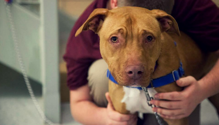 Prison Dog Programs: Transforming Lives with a Small Idea