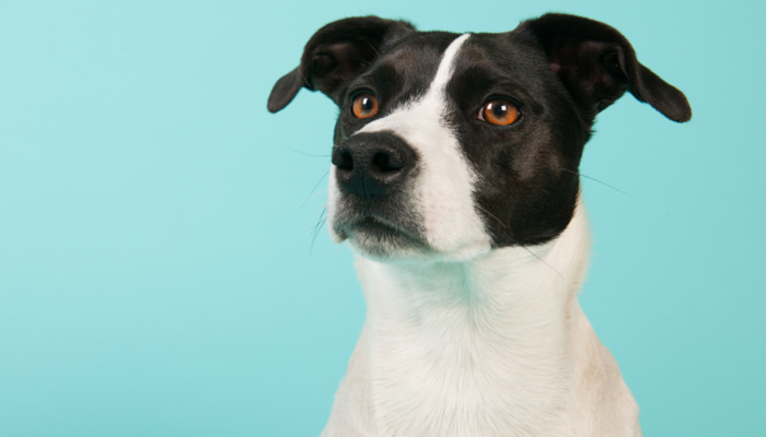 12 Surprising Ways Science Revealed the Secrets of Dogs in 2023