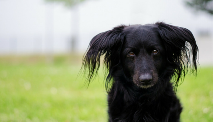 12 Surprising Ways Science Revealed the Secrets of Dogs in 2023