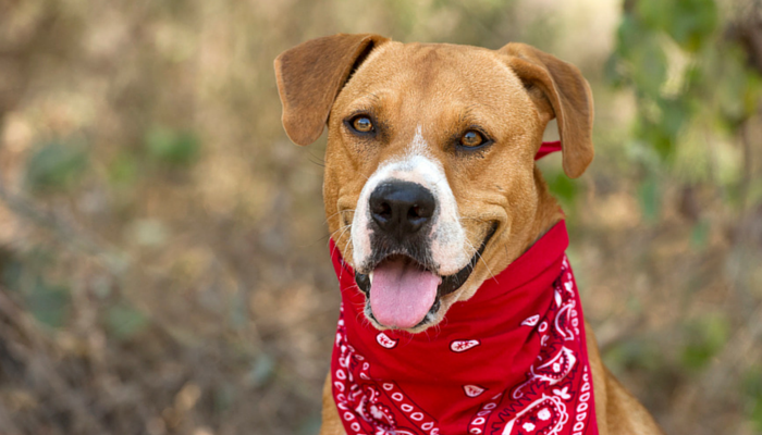 12 Surprising Ways Science Revealed the Secrets of Dogs in 2023