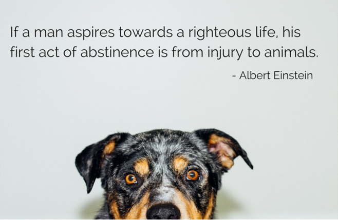 Positive Reinforcement Training: The Modern Standard for Dog Owners