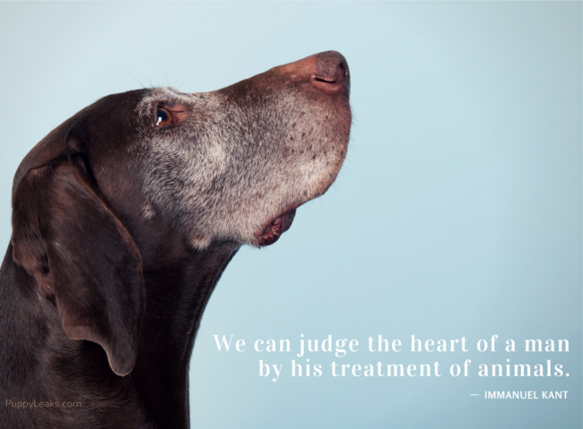 Positive Reinforcement Training: The Modern Standard for Dog Owners