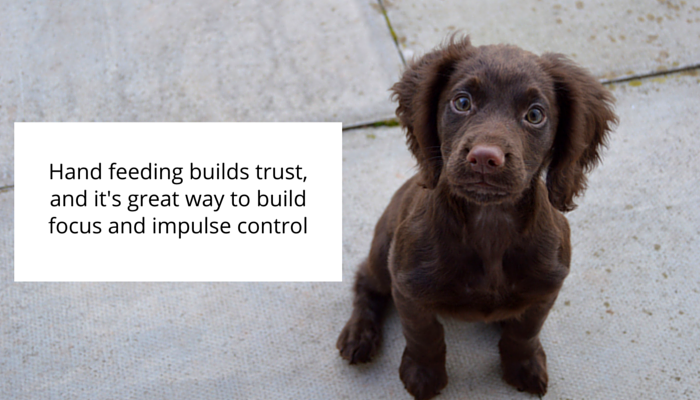 5 Proven Ways to Stop Dog Food Guarding