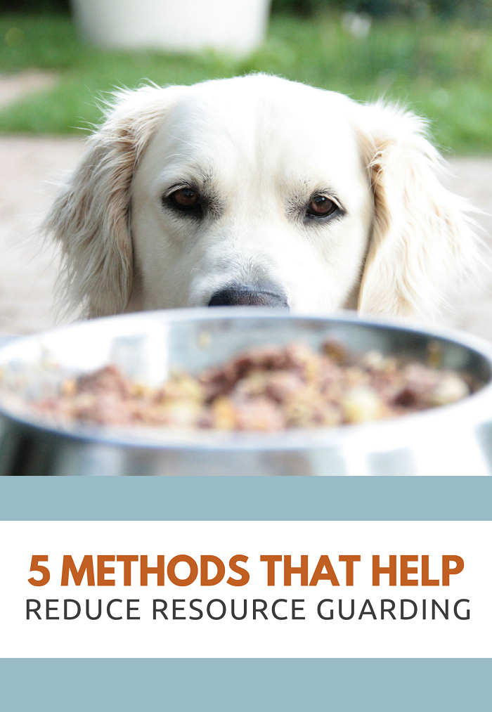 5 Proven Ways to Stop Dog Food Guarding