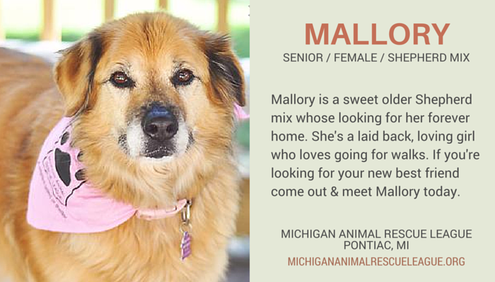 Meet 7 Senior Dogs Seeking Forever Homes