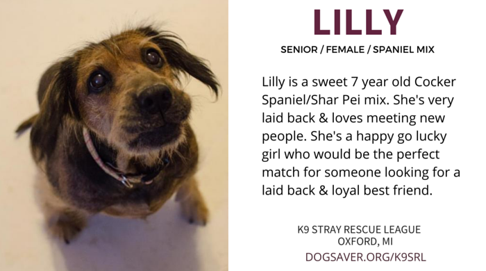 Meet 7 Senior Dogs Seeking Forever Homes