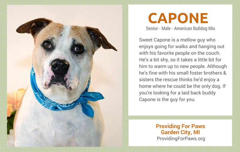 Meet 7 Senior Dogs Seeking Forever Homes