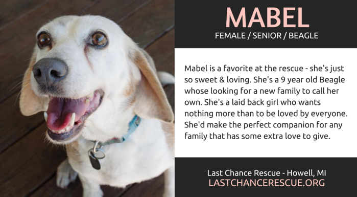Meet 7 Senior Dogs Seeking Forever Homes