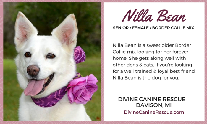 Meet 7 Senior Dogs Seeking Forever Homes