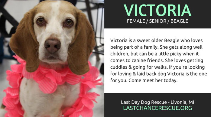Meet 7 Senior Dogs Seeking Forever Homes