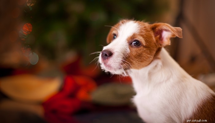 Top Holiday Deals on Dog Supplies – Save Big on Beds, Food & More