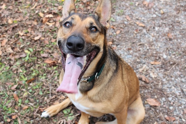 Teach Your Dog to Chase Bubbles – Easy Steps for Playful Bonding