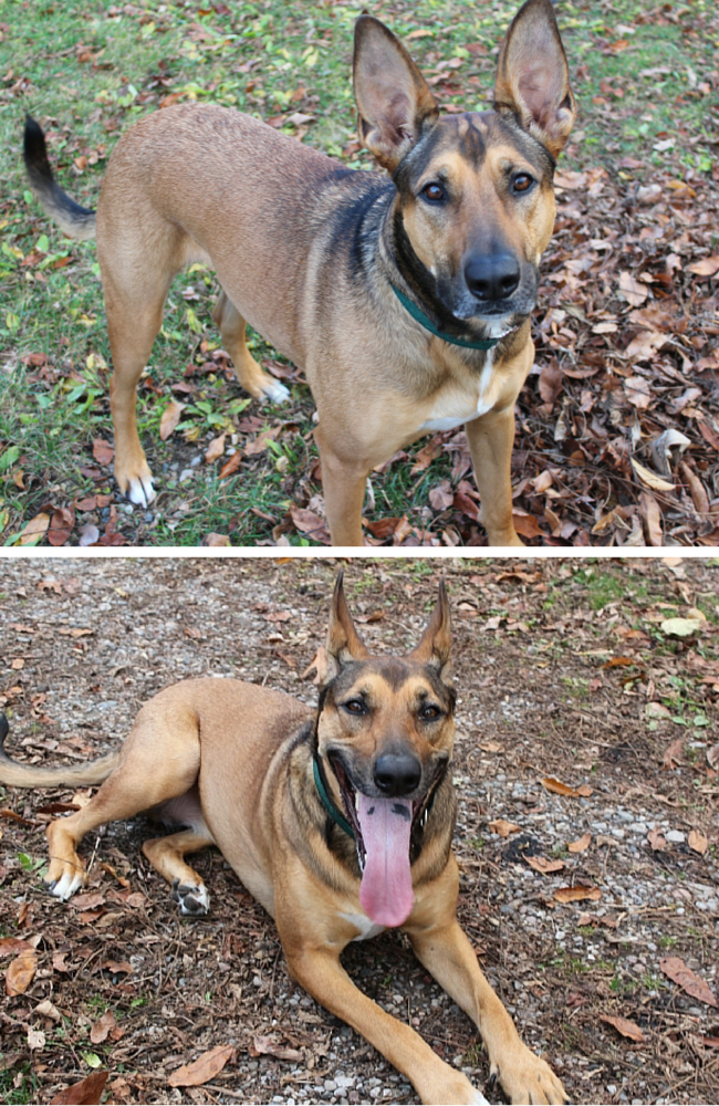 Teach Your Dog to Chase Bubbles – Easy Steps for Playful Bonding