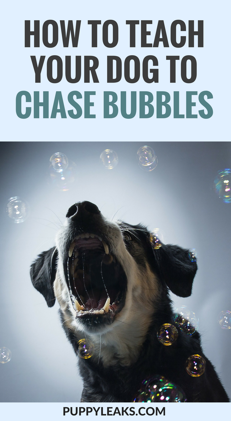 Teach Your Dog to Chase Bubbles – Easy Steps for Playful Bonding