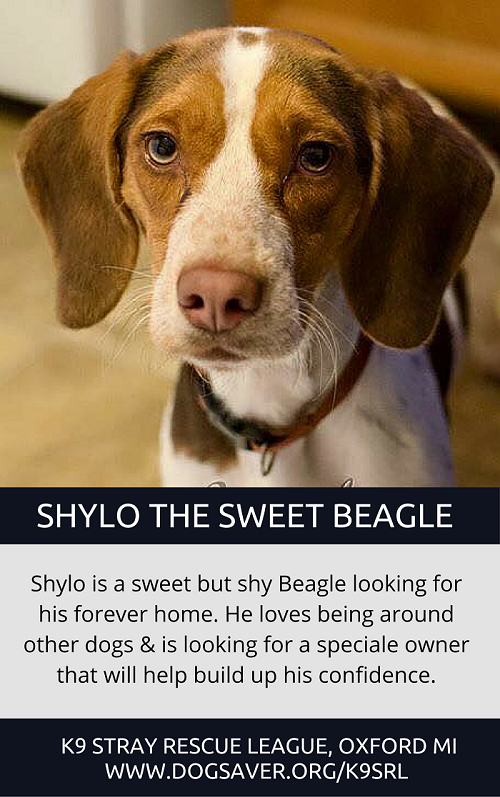 Shylo the Sweet Beagle Mix Finds His Forever Home