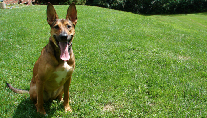 5 Proven Strategies to Boost Your Dog s Confidence