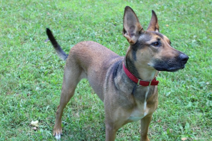 5 Proven Strategies to Boost Your Dog s Confidence