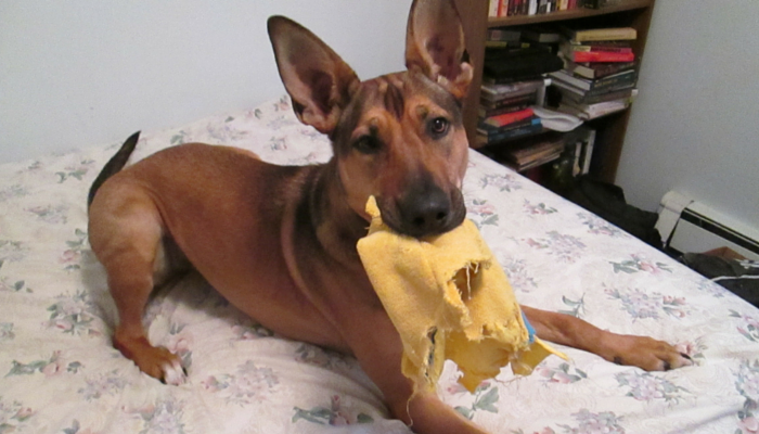5 Proven Strategies to Boost Your Dog s Confidence