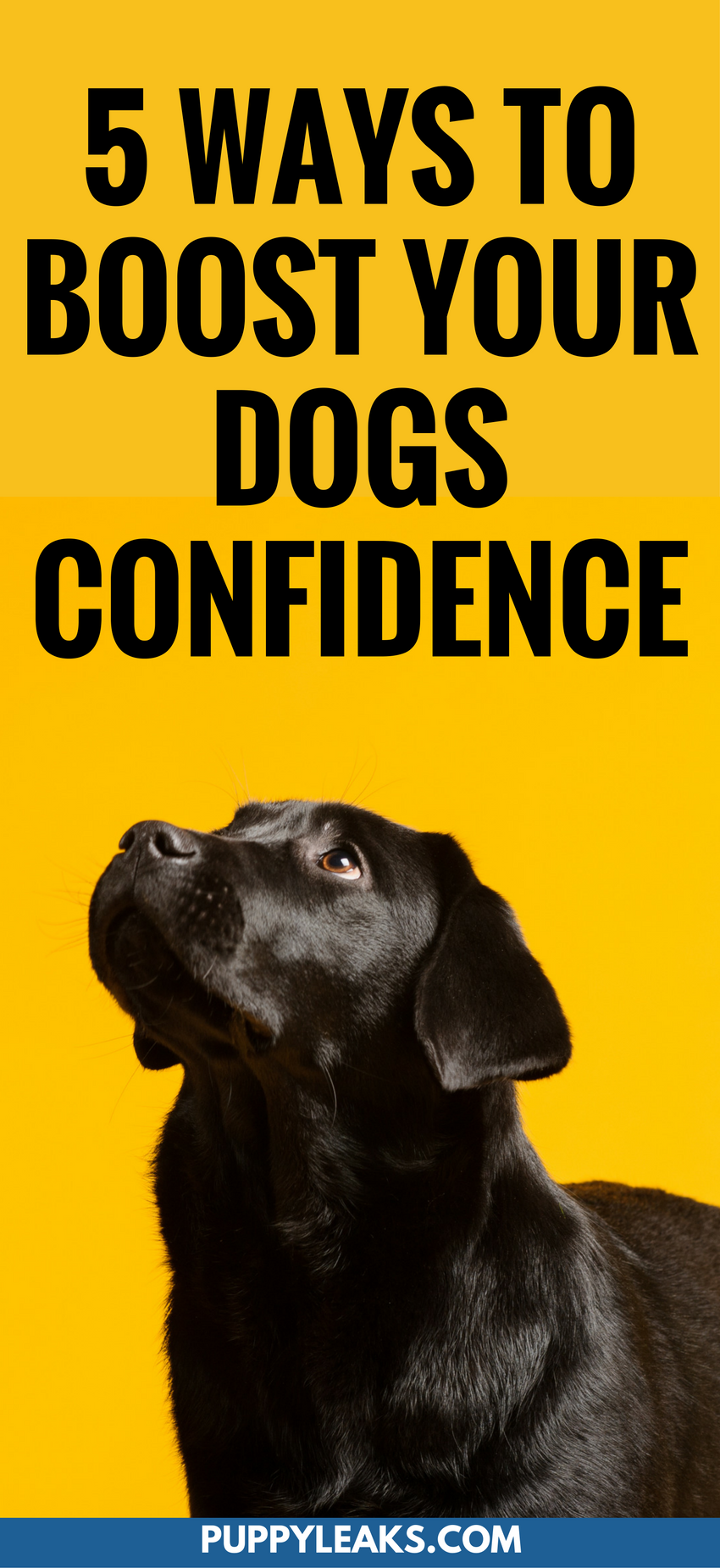 5 Proven Strategies to Boost Your Dog s Confidence