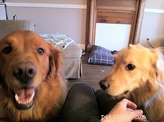 New Study Reveals Dogs Experience Jealousy Like Humans