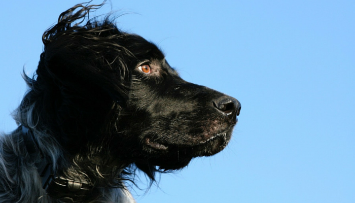 Why I Won’t Join the Rescue vs. Breeder Debate