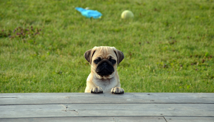 Why I Won’t Join the Rescue vs. Breeder Debate