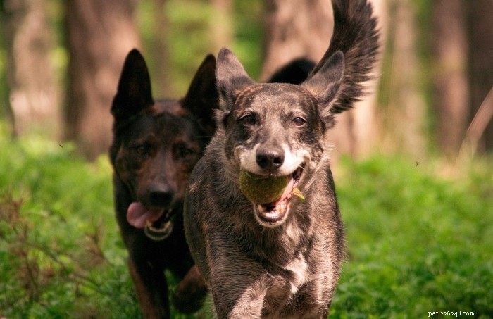10 Proven Dog Training Techniques That Deliver Results