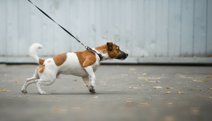 10 Proven Dog Training Techniques That Deliver Results