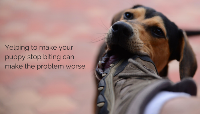 10 Proven Dog Training Techniques That Deliver Results