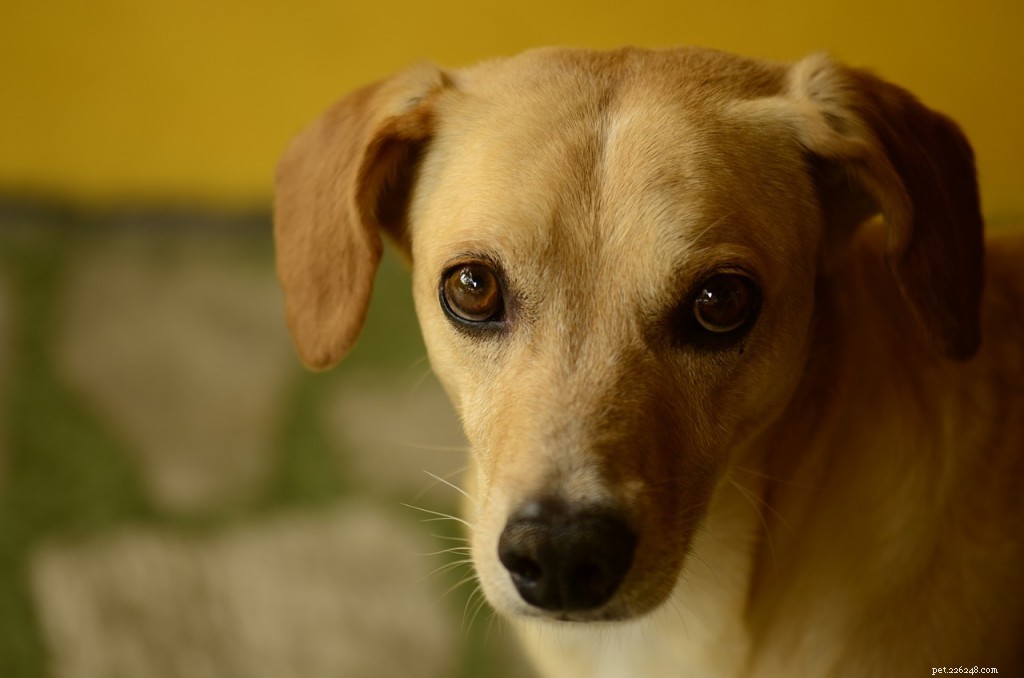 10 Proven Dog Training Techniques That Deliver Results