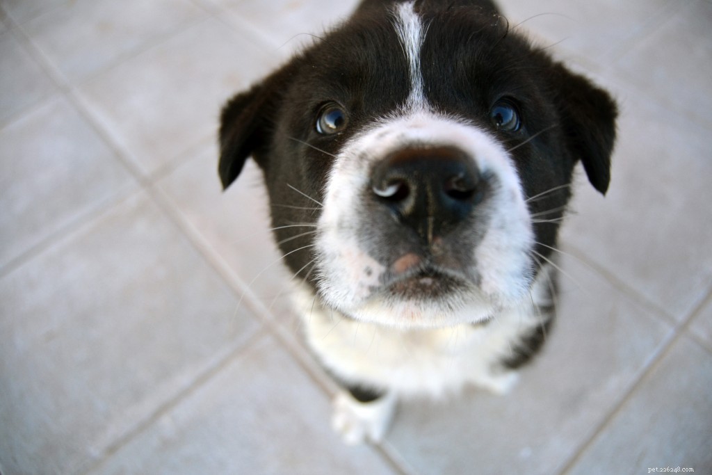 10 Proven Dog Training Techniques That Deliver Results