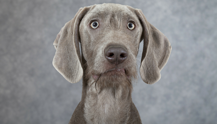 10 Proven Dog Training Techniques That Deliver Results