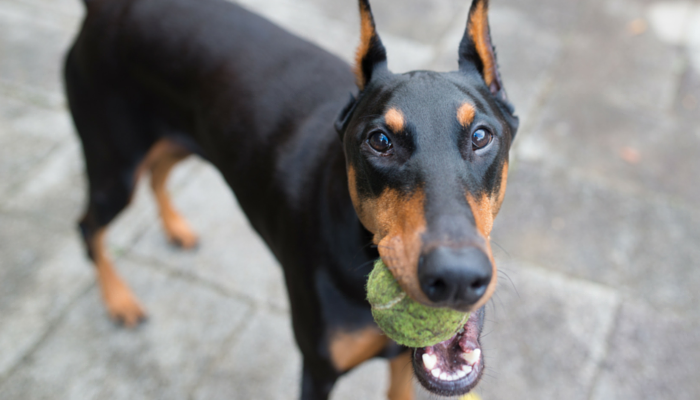 Why Mental Exercise Matters: Boost Your Dog’s Well‑Being Beyond Physical Workouts
