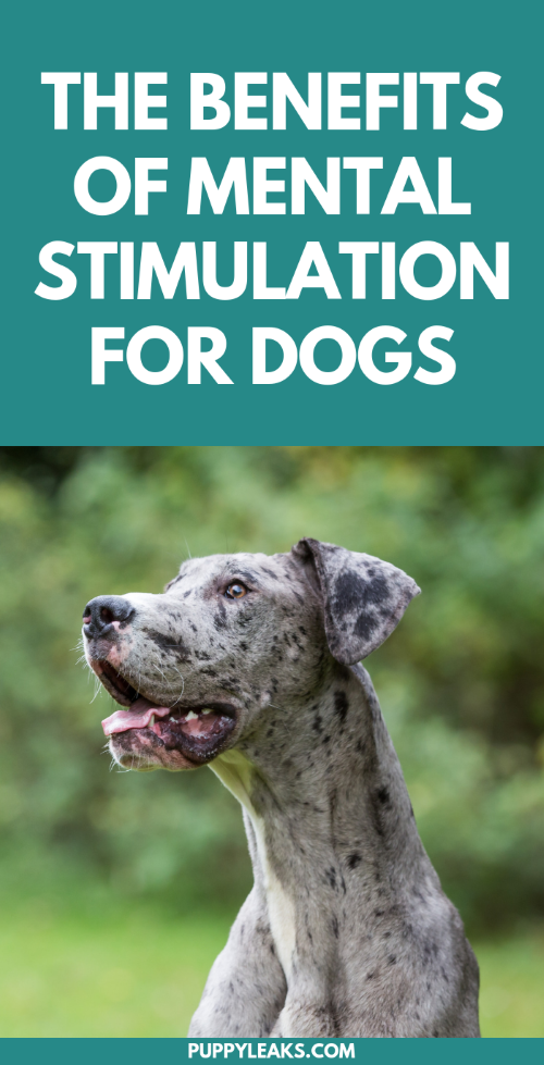 Why Mental Exercise Matters: Boost Your Dog’s Well‑Being Beyond Physical Workouts