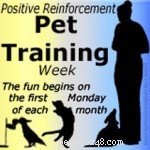 Stop Yelling: How Loud Commands Sabotage Dog Recall Training