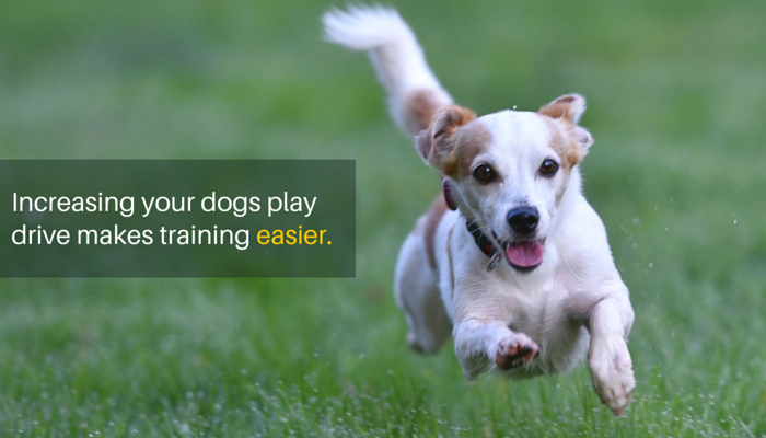 Boost Your Dog’s Playfulness: 3 Proven Ways to Spark Joy and Strengthen Your Bond