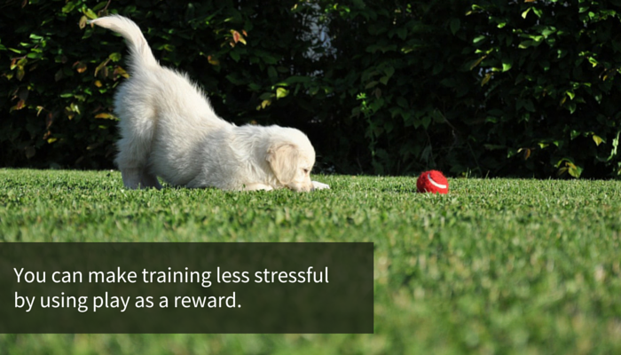 Boost Your Dog’s Playfulness: 3 Proven Ways to Spark Joy and Strengthen Your Bond