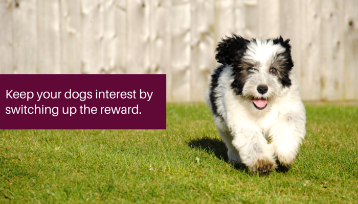 Boost Your Dog’s Playfulness: 3 Proven Ways to Spark Joy and Strengthen Your Bond