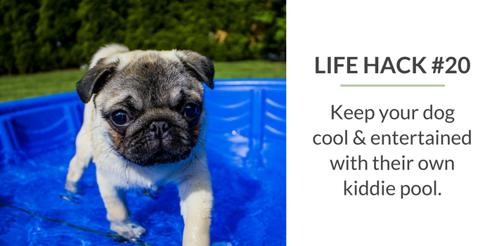59 Proven Dog Owner Hacks for a Cleaner, Healthier Home