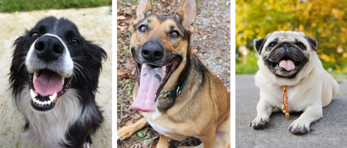 59 Proven Dog Owner Hacks for a Cleaner, Healthier Home